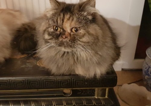 Le Chat Chez Qui J'Habite